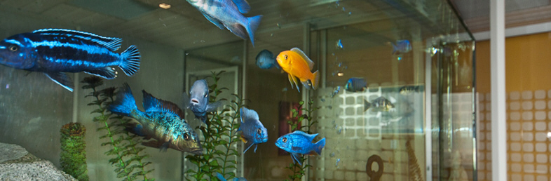 Aquarium hire Perth